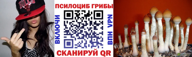 где можно купить   Губкинский  Галлюциногенные грибы прущие грибы 